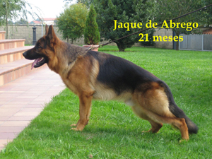 jaque2